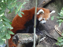 Red Panda at the Asia section of ZOO Planckendael