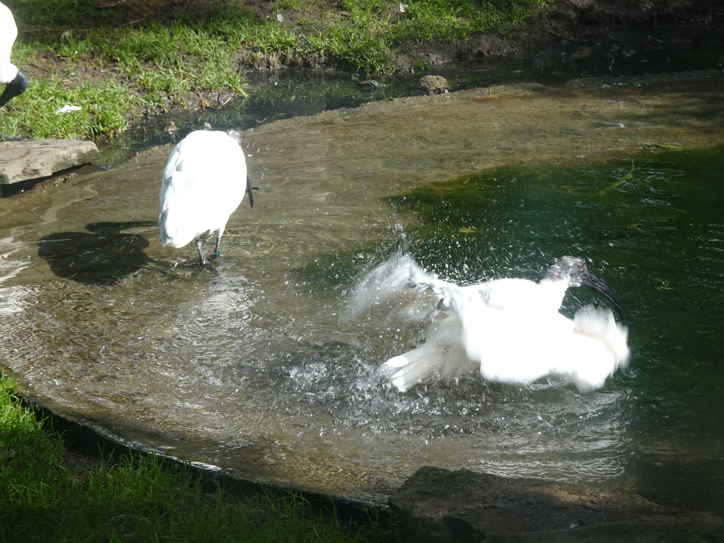 Eurasian Spoonbills at the Asia section of ZOO Planckendael