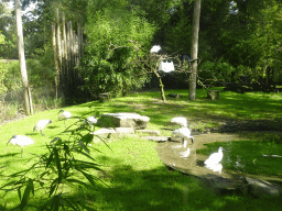 Eurasian Spoonbills at the Asia section of ZOO Planckendael