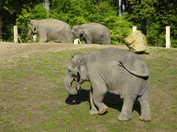 Asian Elephants at the Asia section of ZOO Planckendael