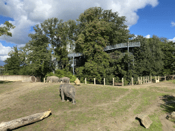 Asian Elephants and Treetop Walkway at the Asia section of ZOO Planckendael