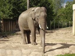 Asian Elephant at the Asia section of ZOO Planckendael