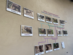 Family tree at the Asian Elephant building at the Asia section of ZOO Planckendael