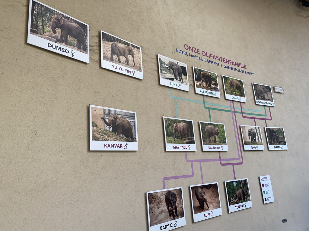 Family tree at the Asian Elephant building at the Asia section of ZOO Planckendael