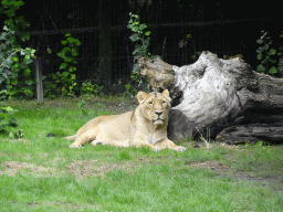 Asiatic Lions at the Asia section of ZOO Planckendael
