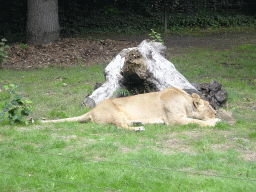 Asiatic Lions at the Asia section of ZOO Planckendael