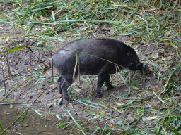 Visayan Warty Pig at the Asia section of ZOO Planckendael