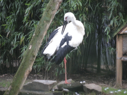 Oriental Stork at the Asia section of ZOO Planckendael