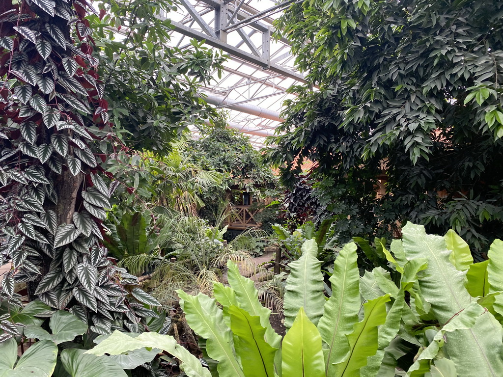 Interior of the `Adembenemend Azië` building at the Asia section of ZOO Planckendael