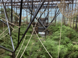 Interior of the Sumatran Orangutan enclosure at the `Adembenemend Azië` building at the Asia section of ZOO Planckendael