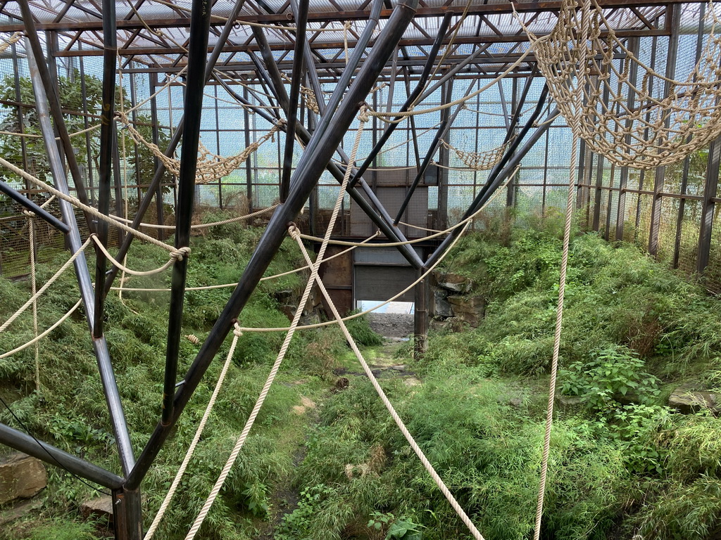 Interior of the Sumatran Orangutan enclosure at the `Adembenemend Azië` building at the Asia section of ZOO Planckendael