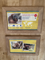 Explanation on the Sumatran Orangutan at the `Adembenemend Azië` building at the Asia section of ZOO Planckendael
