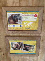mechelen_3_048 - 349 kb - 768x1024 - Explanation on the Sumatran Orangutan at the `Adembenemend Azië` building at the Asia section of ZOO Planckendael Explanation on the Sumatran Orangutan at the `Adembenemend Azië` building at the Asia section of ZOO Planckendael