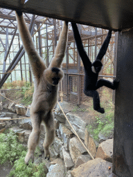 Northern White-cheeked Gibbons at the `Adembenemend Azië` building at the Asia section of ZOO Planckendael