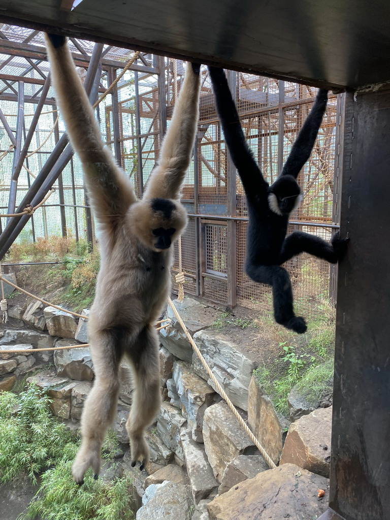 Northern White-cheeked Gibbons at the `Adembenemend Azië` building at the Asia section of ZOO Planckendael