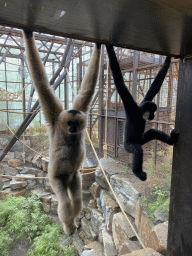 Northern White-cheeked Gibbons at the `Adembenemend Azië` building at the Asia section of ZOO Planckendael