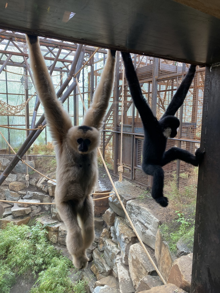 Northern White-cheeked Gibbons at the `Adembenemend Azië` building at the Asia section of ZOO Planckendael