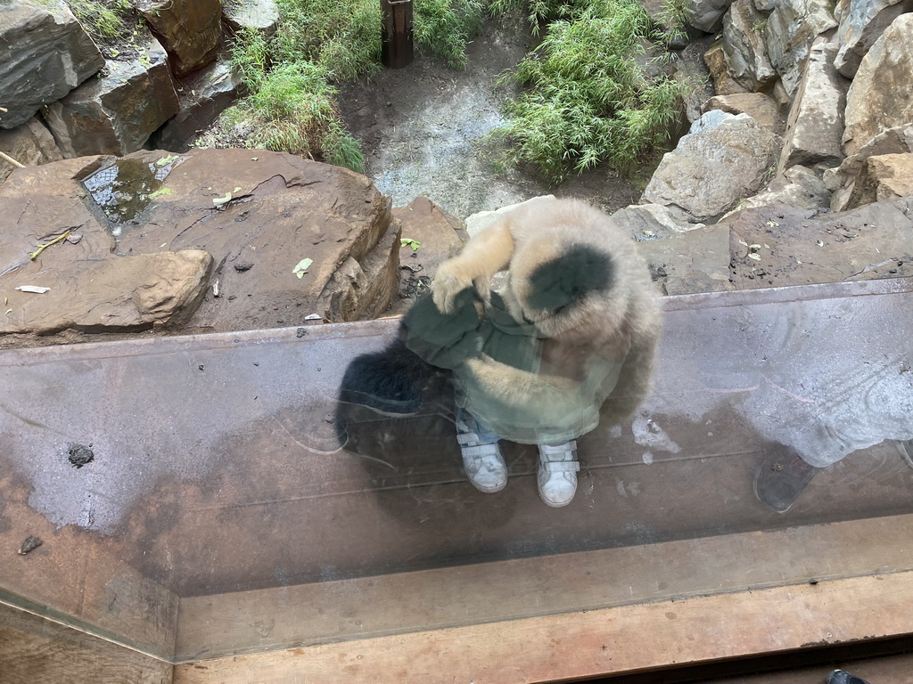 Northern White-cheeked Gibbons at the `Adembenemend Azië` building at the Asia section of ZOO Planckendael