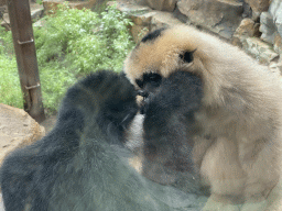 Northern White-cheeked Gibbons at the `Adembenemend Azië` building at the Asia section of ZOO Planckendael
