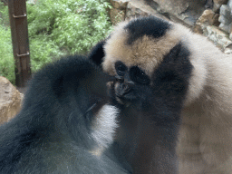 Northern White-cheeked Gibbons at the `Adembenemend Azië` building at the Asia section of ZOO Planckendael