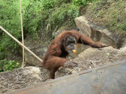 Sumatran Orangutan at the `Adembenemend Azië` building at the Asia section of ZOO Planckendael