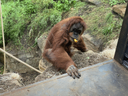 Sumatran Orangutan at the `Adembenemend Azië` building at the Asia section of ZOO Planckendael