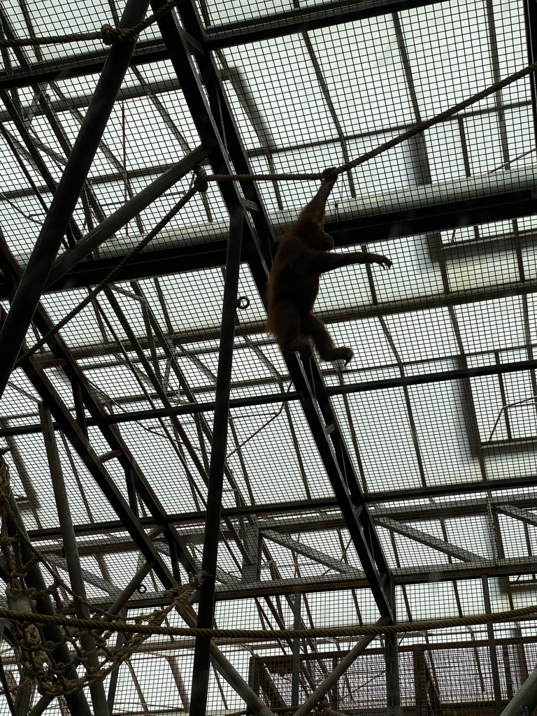 Young Sumatran Orangutan at the `Adembenemend Azië` building at the Asia section of ZOO Planckendael