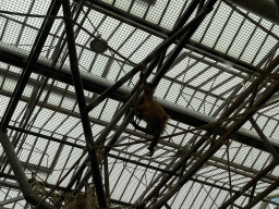 Young Sumatran Orangutan at the `Adembenemend Azië` building at the Asia section of ZOO Planckendael