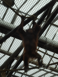 Young Sumatran Orangutan at the `Adembenemend Azië` building at the Asia section of ZOO Planckendael