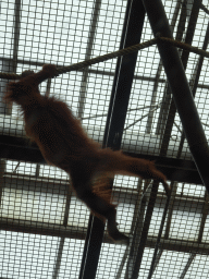 Young Sumatran Orangutan at the `Adembenemend Azië` building at the Asia section of ZOO Planckendael