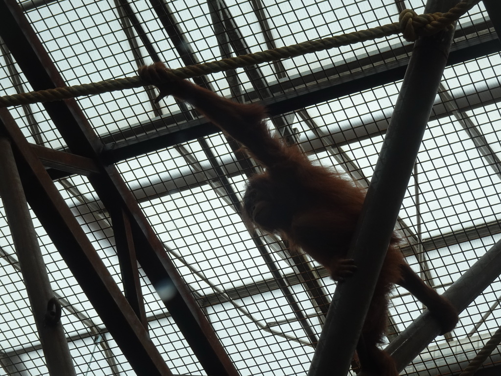 Young Sumatran Orangutan at the `Adembenemend Azië` building at the Asia section of ZOO Planckendael