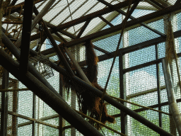 Sumatran Orangutan at the `Adembenemend Azië` building at the Asia section of ZOO Planckendael