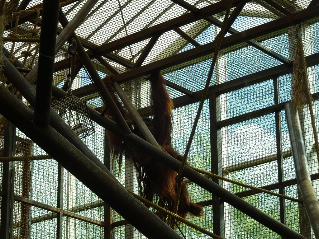 Sumatran Orangutan at the `Adembenemend Azië` building at the Asia section of ZOO Planckendael