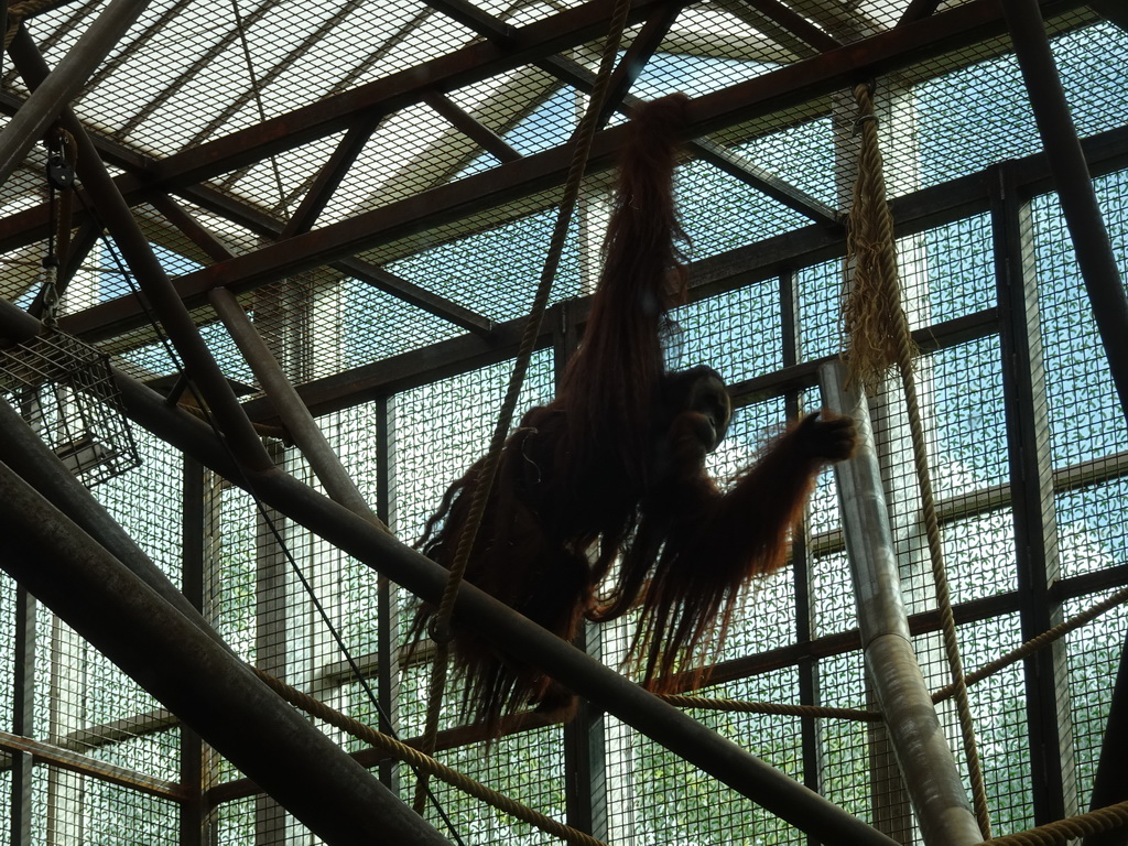 Sumatran Orangutan at the `Adembenemend Azië` building at the Asia section of ZOO Planckendael