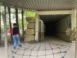 Max on a climbing at the entrance of the tunnel to the Treetop Walkway at the Asia section of ZOO Planckendael