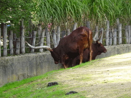 Watusi cattle at the Africa section of ZOO Planckendael