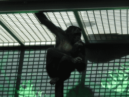 Bonobo at the Bonobo building at the Africa section of ZOO Planckendael
