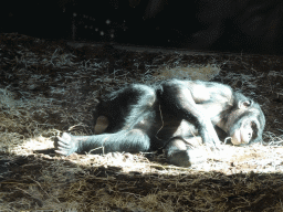 Bonobo at the Bonobo building at the Africa section of ZOO Planckendael