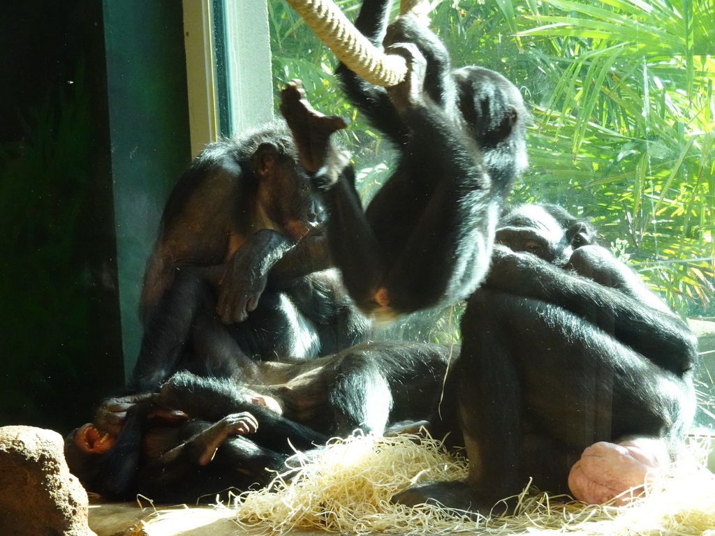Bonobos at the Bonobo building at the Africa section of ZOO Planckendael