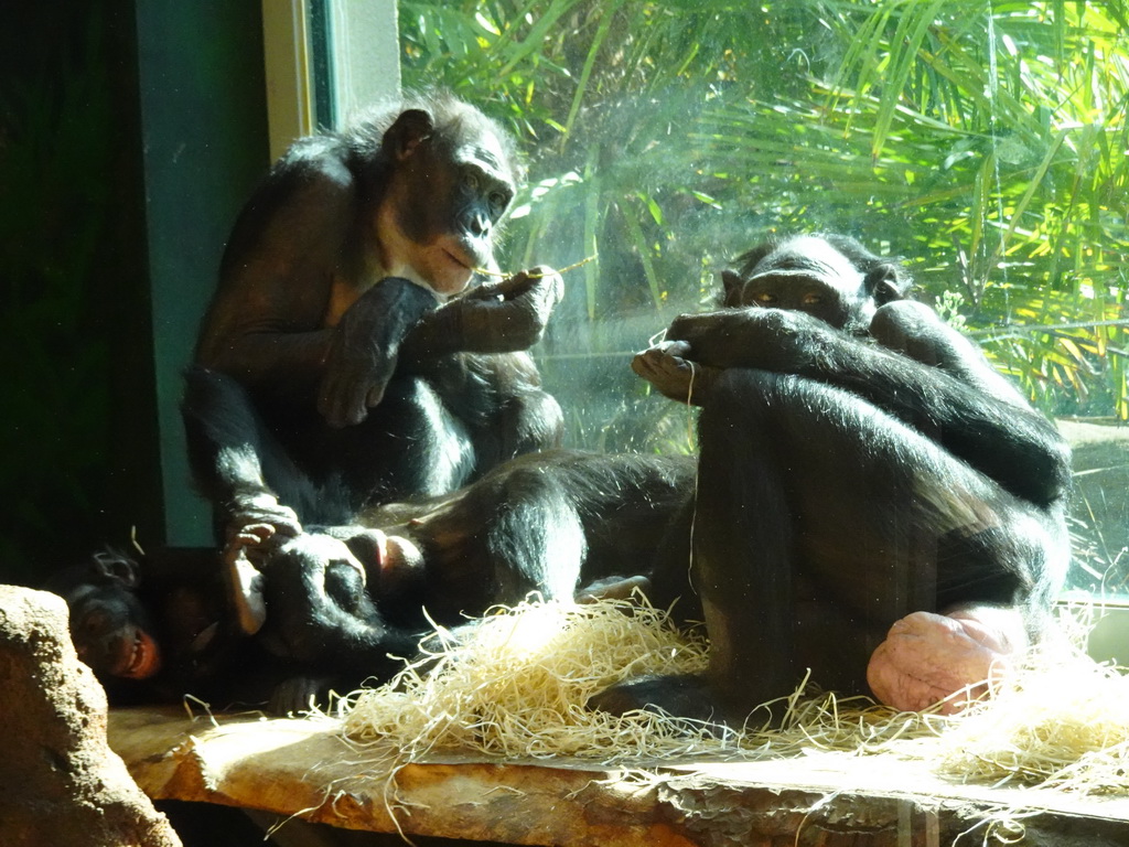 Bonobos at the Bonobo building at the Africa section of ZOO Planckendael