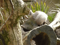 Banded mongooses at the Africa section of ZOO Planckendael