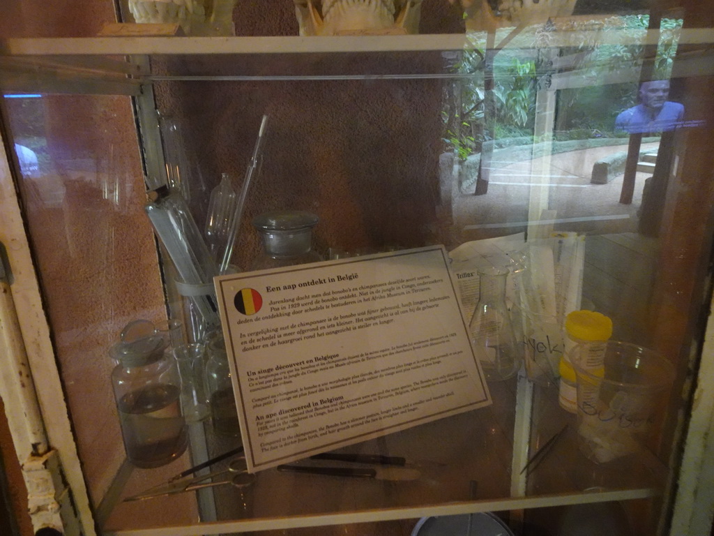 Information on the discovery of the Bonobo at the Bonobo building at the Africa section of ZOO Planckendael