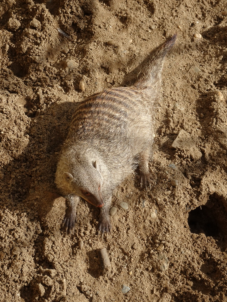 Banded mongoose at the Africa section of ZOO Planckendael