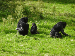 Bonobos at the Africa section of ZOO Planckendael