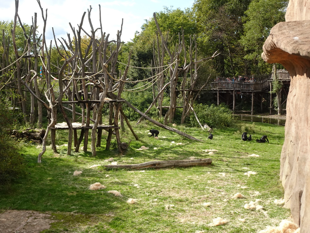 Bonobos at the Africa section of ZOO Planckendael