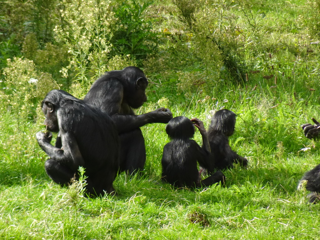 Bonobos at the Africa section of ZOO Planckendael