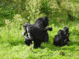 Bonobos at the Africa section of ZOO Planckendael