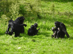 Bonobos at the Africa section of ZOO Planckendael