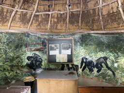 Interior of a classroom at the Africa section of ZOO Planckendael