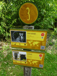 Explanation on the Ring-tailed Lemur and the Black Lemur at the Africa section of ZOO Planckendael